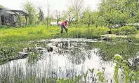  ?? FOTO: HOLGER LODAHL ?? Dass der Teich im VHS-Biogarten Anfang der 1980er-Jahre künstlich angelegt wurde, ist kaum noch zu sehen.