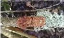  ?? Photograph: Chris Knowles ?? The vast majority of willow gloves is living on just one fallen tree in the Scottish Borders.