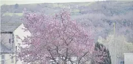  ?? ?? Early April, and around half the trees in Sowerby Bridge are in bloom.