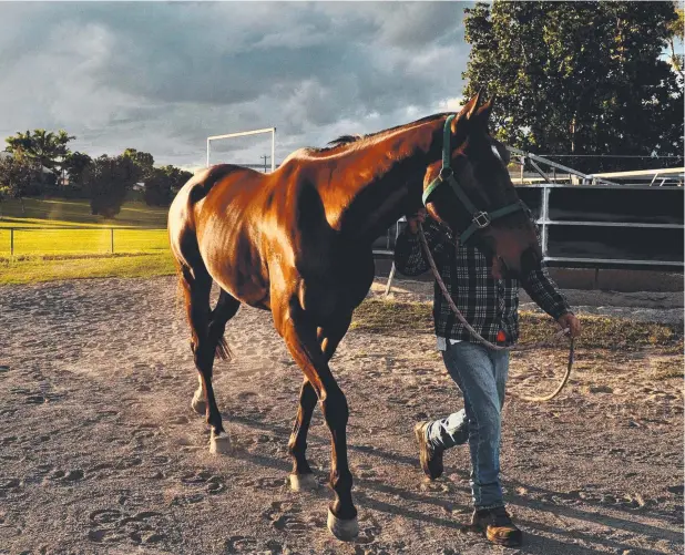  ??  ?? FONDLY REMEMBERED: Two-time Gordonvale Cup winner Our Private Jet, which died last year, is remembered ahead of this weekend’s meet.