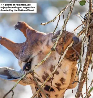  ?? ?? A giraffe at Paignton Zoo enjoys browsing on vegetation donated by the National Trust