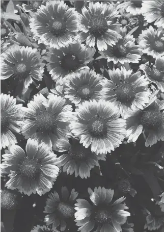  ??  ?? Blanket flower (Gaillardia) hosts a wide range of butterflie­s and moths.