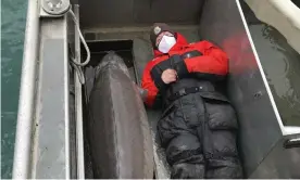  ?? Photograph: AP ?? A USFWS staffer lies next to the 240lb sturgeon.