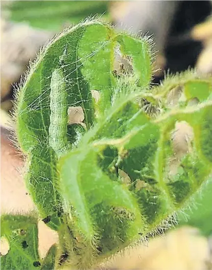  ?? (INTA) ?? Ataque. La oruga tiene preferenci­a por las hojas, durante el desarrollo vegetativo de la planta.