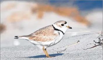  ?? CONTRIBUTE­D PHOTO/ALIX D’ENTREMONT ?? This piping plover was photograph­ed at Cape Sable Island in April 2013.