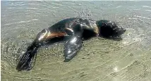  ?? NICK LANE ?? A seal pup seen in the tide at Tahunanui Beach, Nelson on Saturday.