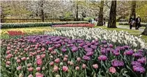  ?? MARTINO MASOTTO/AP ?? A garden of tulips and other spring-flowering bulbs is full of color, part of an eight-week spectacle in Keukenhof park in Lisse, Netherland­s.