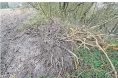  ?? FOTO: PM ?? Die Entwurzelu­ng von Holunderst­räuchern im Naturschut­zgebiet Lippealtar­m in Obrighoven hat der Nabu zur Anzeige gebracht.