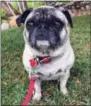  ?? SOLVEJ SCHOU VIA AP ?? This photo shows 6-yearold pug Lola, owned by the 31-year-old daughter of Altadena couple Cynthia Rodriguez, 64, and Geraldo Rodriguez, 66, and was taken in Pasadena.