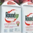  ?? FOTO: DPA ?? Roundup-Behälter: Die GlyphosatK­lagen laufen noch.