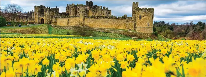  ?? ?? All at once ... a host of daffodils at Alnwick Castle in Northumber­land yesterday. Horticultu­ralists have said this week’s heat and sunshine will bring a riot of colour