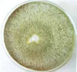  ??  ?? Fig. 13. Five-day old pure culture of Trichoderm­a koningii.