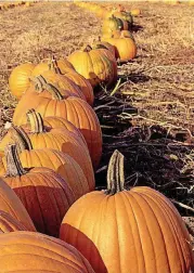  ??  ?? We have more growers across the state growing seasonal crops like pumpkins to meet the demand for fall decoration, jack-o’-lanterns and pies.