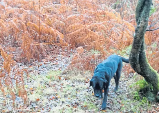  ??  ?? AUTUMNAL AROMAS: Inka finding interestin­g scents among the dead crotal brown bracken near Montrose. Picture by Angus Whitson.