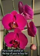  ?? ?? Put a moth orchid at the top of your to buy list