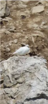  ?? ?? A highlight of the boat trip was spotting the rare Antarctic resident, the Snowy Sheathbill, which has been attracting birding enthusiast­s from near and far to Plettenber­g Bay.