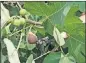  ??  ?? Figs will ripen when they’re ready, says Walter Reeves, who advises gardeners awaiting them to have patience.