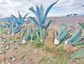  ?? GUSTAVO VARGAS ?? La explotació­n del maguey debe hacerse conforma a las normas