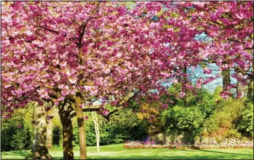  ??  ?? Branch out: Plant a cherry tree and enjoy glorious pink or white blossom each spring