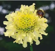  ??  ?? The giant scabious, is attractive to bees. Stake at the back of a hedge-, wall- or fence-backed border, behind the likes of salvias, echinops and nepeta, as it grows to a height of 8ft. Happy in most soils, it will also accept a north-facing position. Cephalaria gigantea,