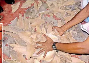  ??  ?? Racket busted: Sea cucumbers both small and normal sized (left) and shark fins galore