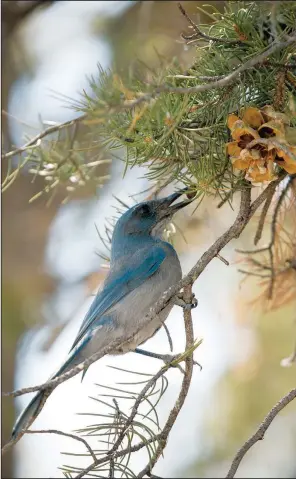  ?? (Shuttersto­ck) ?? A pinyon jay picks pinon nuts from a cone on a pinyon pine tree.