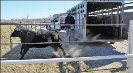  ?? JEFF RICE — JOURNAL-ADVOCATE ?? Carson Guenzi and his son, Cason, deliver Stella to the Heifer Feeding Contest pen at Mcendaffer Feedlot on Saturday.