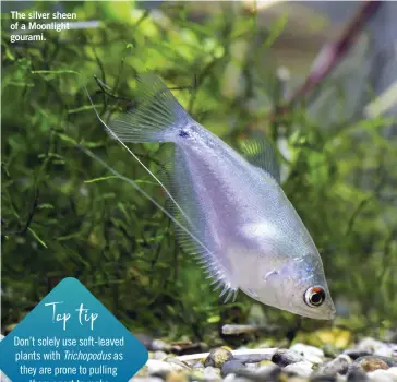  ??  ?? The silver sheen of a Moonlight gourami.