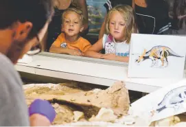  ??  ?? Children watch through a window as Bastien cleans the fossils of a triceratop­s. Visitors to the Denver Museum of Nature & Science can view preservati­on work being done on the fossils, which will become an exhibit. “A child that studies dinosaurs may become a scientist who discovers a cure for cancer,” Bastien said.