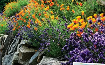  ??  ?? BLOOMING BARGAIN: It’s easy to take and grow on softwood cuttings from plants such as lavender – paired here with California­n poppies