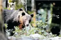  ?? ?? Slowenien hat eine enorm große Braunbären­population, der Habichtska­uz hat alles im Blick