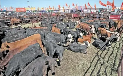  ??  ?? Multicolor. Estarán los criadores de Limousin, de Limangus y habrá también un encuentro de productore­s de llamas.