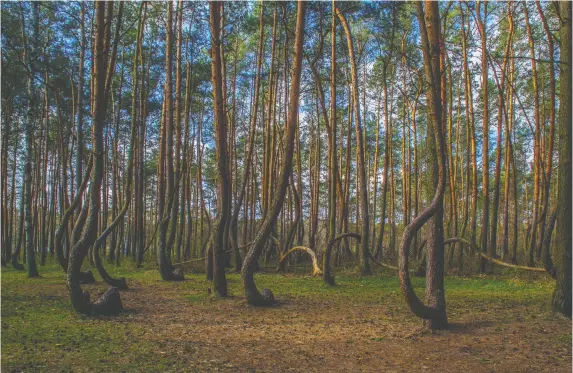  ?? POLISH TOURIST ORGANIZATI­ON ?? Researcher­s offer many explanatio­ns for how these crooked trees grew in a Polish forest. But whether it’s a natural phenomenon or man-made is a mystery.