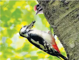  ?? Picture: Alan Price ?? ●● A great spotted woodpecker feeding its chick
