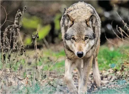  ?? BILD: SN/APA/AFP/DPA/JULIAN STRATENSCH­ULTE ?? In Tirol wurde „mit großer Wahrschein­lichkeit“ein Wolf von einem Wilderer getötet.
