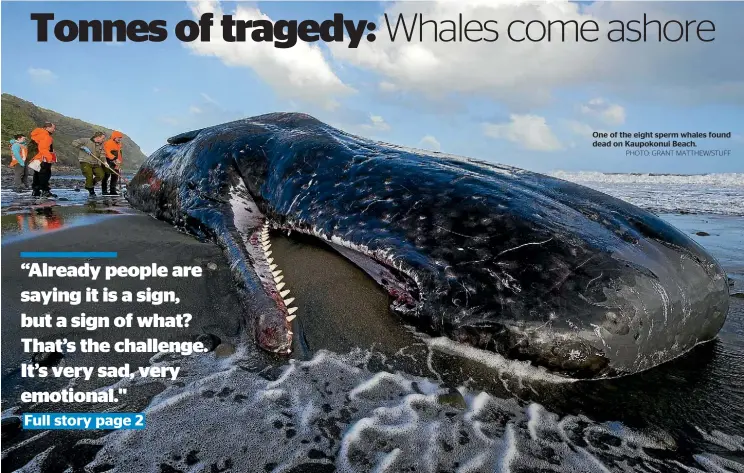  ?? PHOTO: GRANT MATTHEW/STUFF ?? One of the eight sperm whales found dead on Kaupokonui Beach.