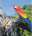  ??  ?? Schimpanse Benny und Papagei Douglas erfreuen die Besucher im Karlsruher Zoo. Krähen und Wölfe bereiten hierzuland­e dagegen Sorgen.