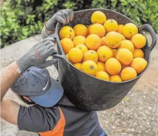  ?? ROBER SOLSONA ?? La naranja sigue siendo la reina
La región tiene una superfície de 71.989 hectáreas dedicadas al cultivo de este cítrico, con 1.527 toneladas recogidas en 2019