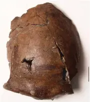  ?? Picture: REUTERS ?? UNIQUE FIND: The cranium of a person who lived 6 000 years ago in what is now Papua New Guinea.
