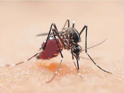  ?? LA VOZ / ARCHIVO ?? MOSQUITO PORTADOR. El “Aedes aegypti” es el mosquito que transmite el dengue, el zika y la chikunguña. Está en Córdoba.