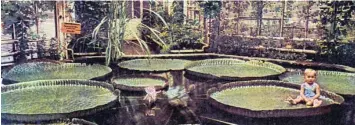  ??  ?? Das Victoria-Regia-Haus mit seinen riesigen Seerosen ist eine der Attraktion­en, die es bereits zur Eröffnung des Botanische­n Gartens Augsburg gab. Die Aufnahme entstand im Jahr 1939. Kinder dürfen heute freilich nicht mehr auf den Blättern sitzen.