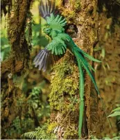  ?? Fotos: Chris Jiménez ?? Der Quetzal ist in den Wäldern Mittelamer­ikas zu Hause. Bei den Urvölkern der Azteken in Mexiko und der Mayas in Guatemala wurde er als Gottheit verehrt. Seine Federn dienten als Schmuck und waren so wertvoll wie Jade oder Gold.