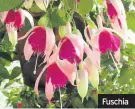  ?? ?? Fuschia