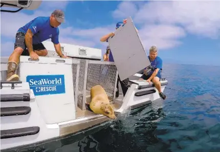  ?? NELVIN C. CEPEDA U-T ?? Zoological specialist Steven Dunning (left) and TG Plein release a sea lion who spent weeks recovering from algae poisoning.