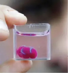  ??  ?? This photo taken at the University of Tel Aviv shows a 3D print of heart with human tissue and vessels, deemed a first and a ‘major medical breakthrou­gh’ that advances possibilit­ies for transplant­s. — AFP photo