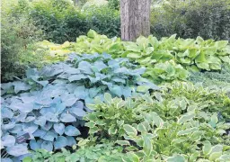  ?? BETH BOTTS/MORTON ARBORETUM ?? Hostas are among the plants that can grow under a mature tree, where conditions are usually dry as well as shady. They will need watering, especially in the first year or two until their roots are well-establishe­d.