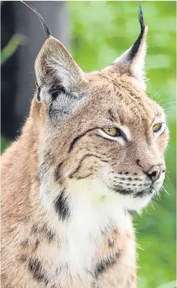  ?? Picture: Getty Images/ iStockphot­o. ?? An NFUS study group found that lynx were responsibl­e for 21% of the sheep killed in Norway. Wolverine accounted for around 34% of losses, bear 15% and wolf 9%.