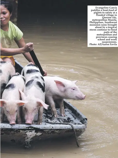  ??  ?? Evangeline Garcia paddles a boat-load of piglets to safety at a flooded village in Quezon city, metropolit­an Manila, Philippine­s. Southwest monsoon rains brought about by a tropical storm continue to flood parts of the metropolit­an and provinces...