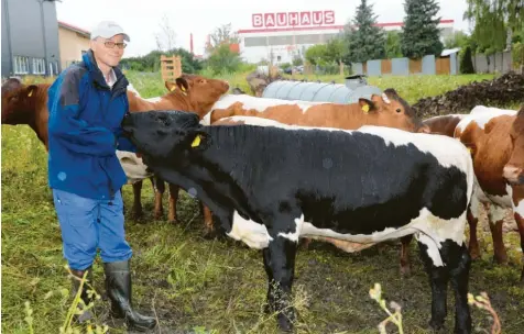  ?? Foto: Christoph Kölle ?? Die Pinzgauer Rinder von Martin Augustin weiden jetzt in Lechhausen. Die Rasse ist vom Aussterben bedroht.