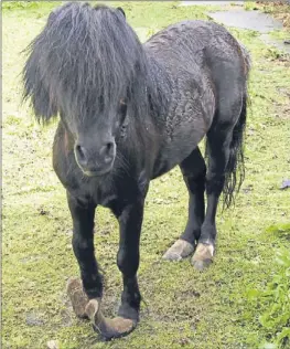  ?? Picture: Central Scotland News Agency. ?? The pony had to be put down.